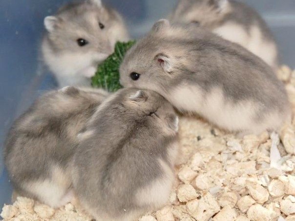 Породы хомяков | ЗооТом - продажа, вязка и услуги для животных в Котласе