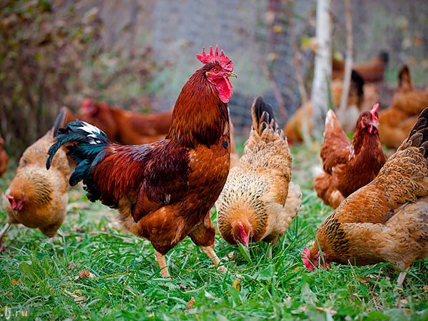 Породы куриц | ЗооТом - продажа, вязка и услуги для животных в Котласе