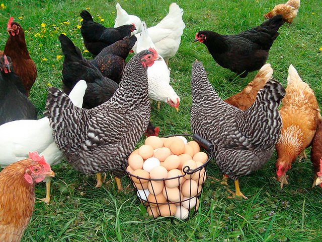 Содержание кур и уход за ними | ЗооТом - продажа, вязка и услуги для животных в Котласе