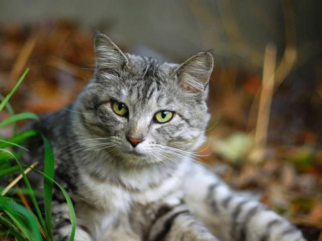 Энциклопедия ЗооТом в Котласе Энциклопедия ЗооТом в Котласе