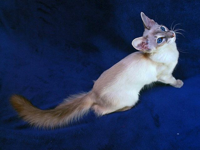 Выведенные породы кошек в Котласе | ЗооТом портал о животных