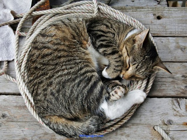 Все о кошках в Котласе | ЗооТом портал о животных