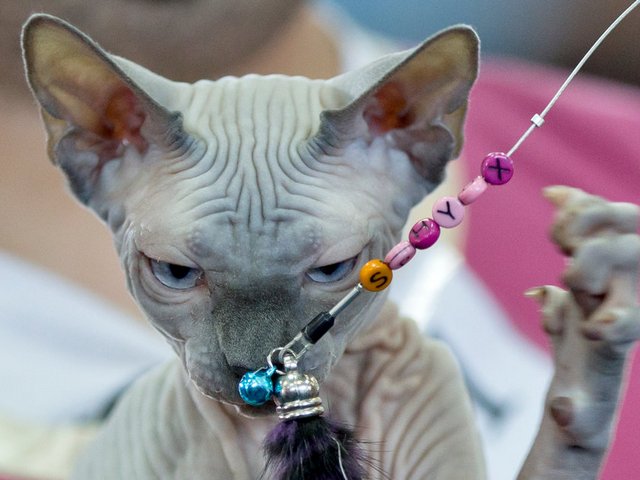 Выставки кошек в Котласе | ЗооТом портал о животных