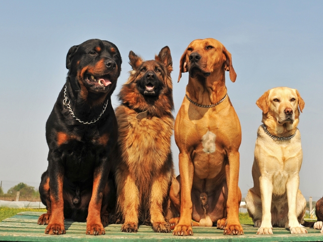 Крупные породы собак в Котласе | ЗооТом портал о животных