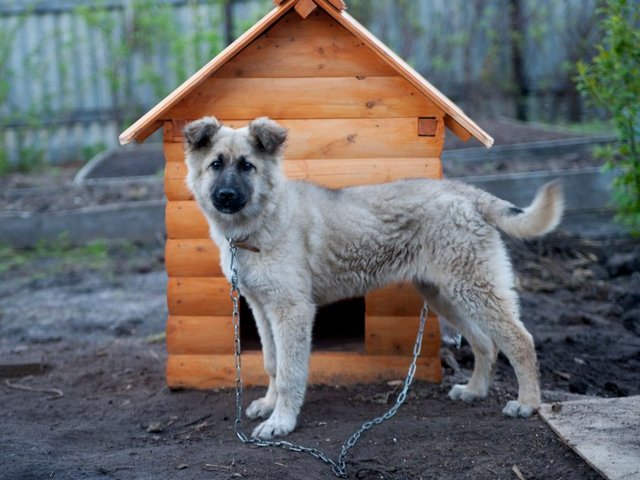 Все о собаках в Котласе Все о собаках в Котласе